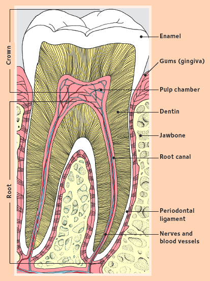 Diagram of tooth